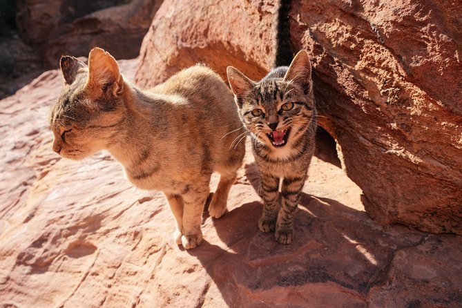 2 Days Tour | Petra, Wadi Rum & Dead Sea | Accommodation included - Dead Sea Float and Lunch: The Saltwater Reset