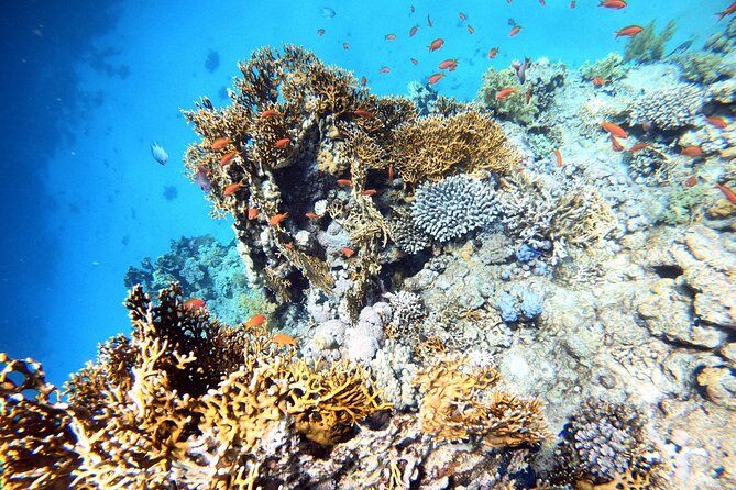 2-Hour Private Scuba Experience in Aqaba - Shore Walk, Shallow Practice, Then Going Out