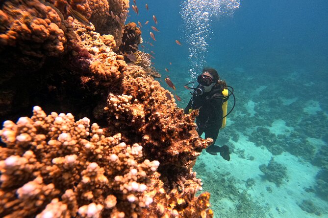 2-Hour Private Scuba Experience in Aqaba - Photos and Videos Included, Without You Managing It