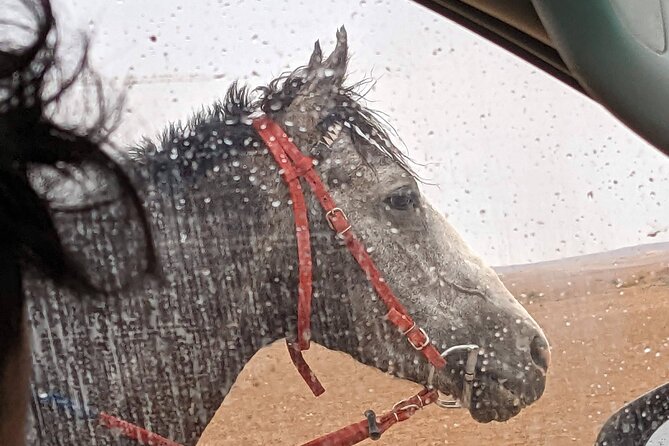 2 Hour Trail Ride to Little Petra-Morning or Sunset - Price and Value: What $70 Buys You in 2.5 Hours