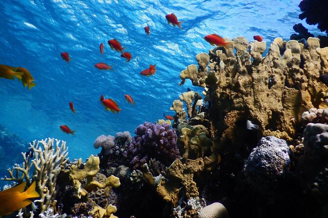 2 To 5 Hours Glass Bottom Boat Private Tour At Read Sea - Aqaba Red Sea views from a glass-bottom boat