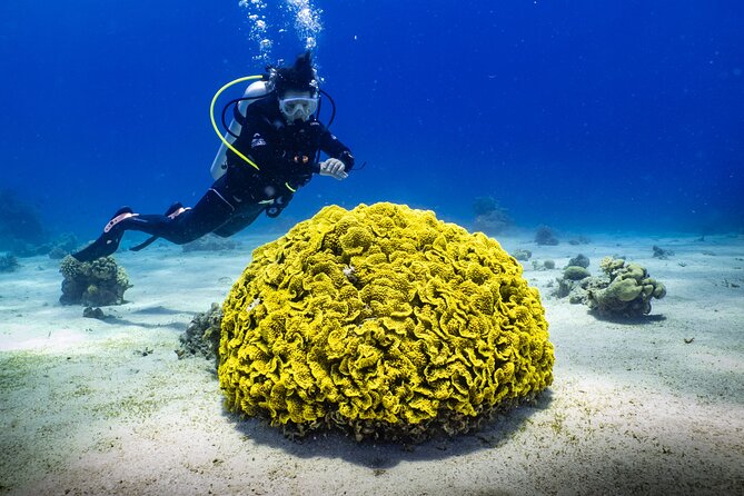 2 To 5 Hours Glass Bottom Boat Private Tour At Read Sea - FAQ