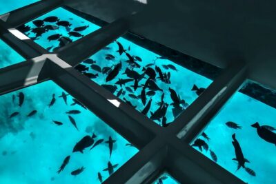 2 To 5 Hours Glass Bottom Boat Private Tour At Read Sea