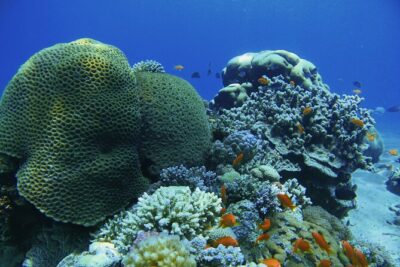 3-Day Open Water Scuba Diving Course in Aqaba