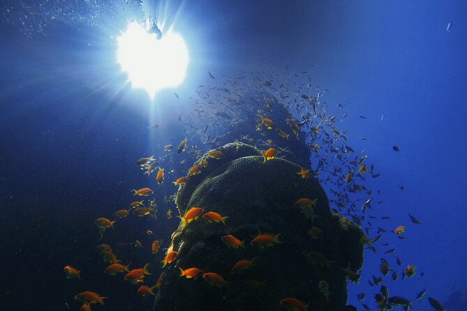3-Day Open Water Scuba Diving Course in Aqaba - Who this course fits best