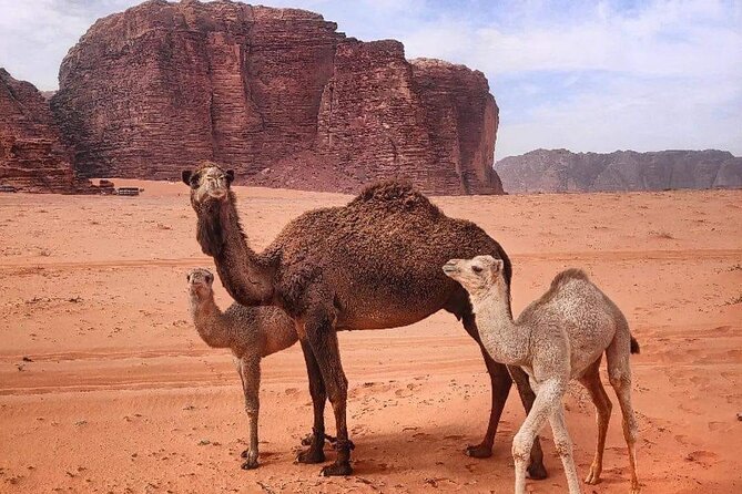 4-Days Tour of Jerash, Petra, Wadi Rum & Dead Sea from Amman - Day 3: Petra in the morning, Wadi Rum Bedouin camp overnight