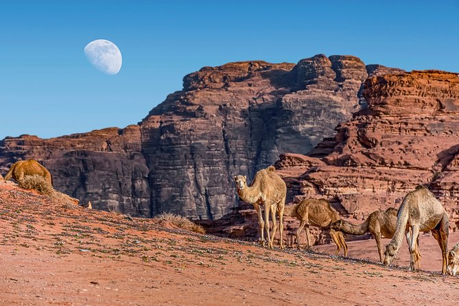 4-Night Jordan Wonders Amman Hotel:Petra,Wadi Rum,Aqaba& Dead Sea - The Petra-to-Wadi Rum handoff: museum time, then Bedouin dinner under canvas