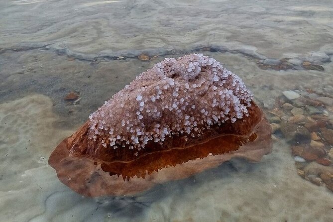 5-Day Private Tour in Jordan Ancient Adventure - Day 4 Wadi Rum 4x4, Dead Sea Museum stop, then floating time