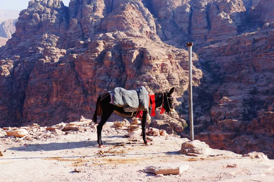 Amman King's Way Day Tour To Petra - 8:00 AM pickup and how the route is paced