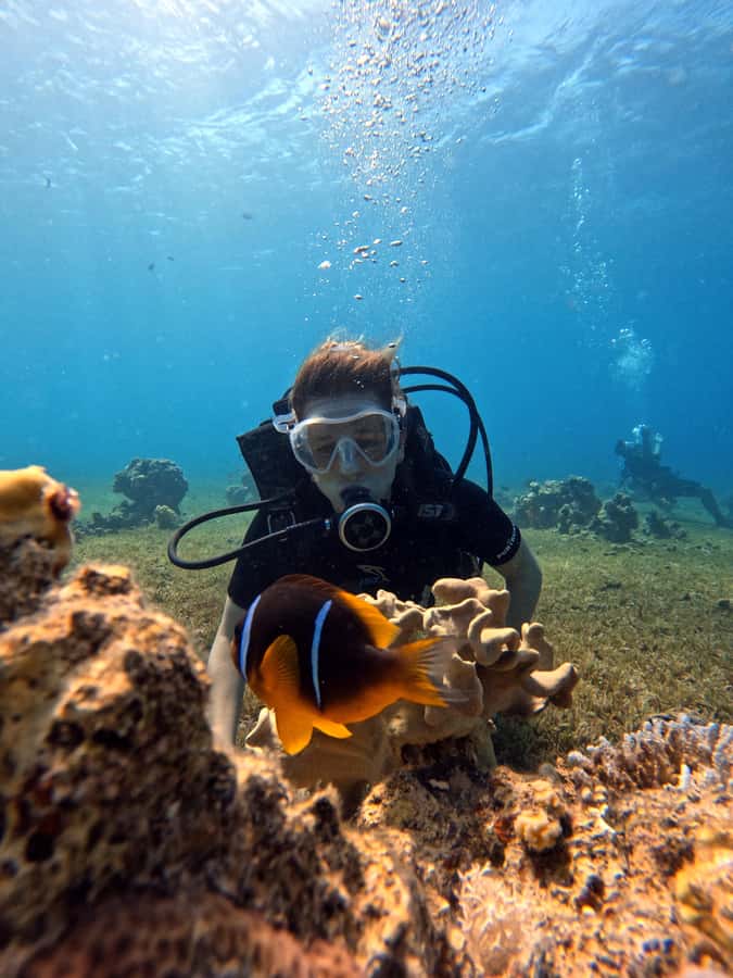 Aqaba: Private Red Sea Diving for Beginner or Experienced - Price and value: why $50 can make sense here