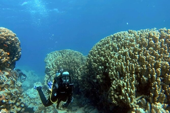 Aqaba Private Scuba Diving Activity with Pick Up - Aqaba’s Underwater Mix: Wrecks, Reefs, and Military Hardware