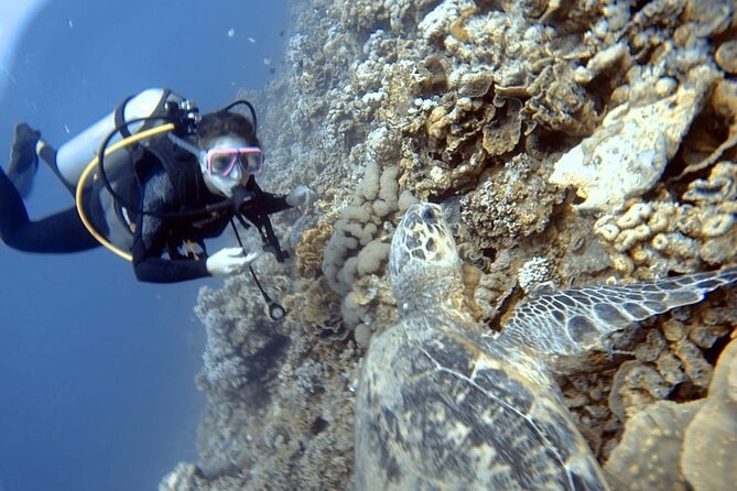 Boat Dive 2 Guided Dives with Lunch Included wreck dive&reef dive - Price: Is $170 Worth It for What You Actually Get?
