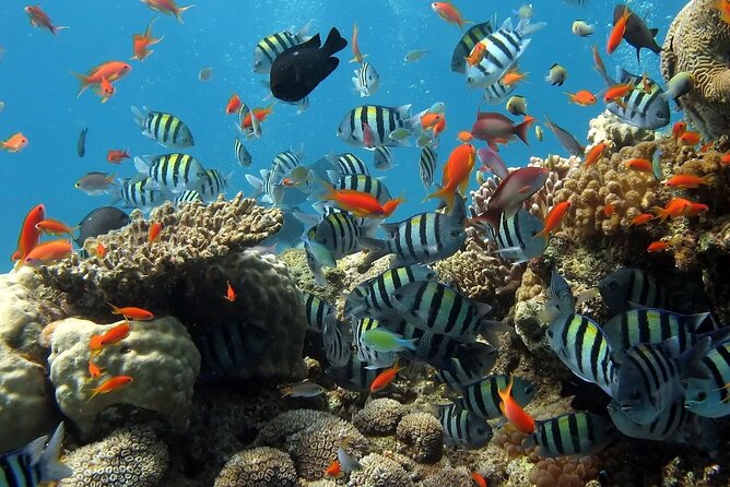 Boat Dive and Snorkeling Experience in Aqaba - Group size and timing: how this feels in real life