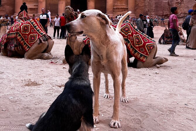 Discover Petra Hidden Gems - The hidden-side Petra sights you are likely to see
