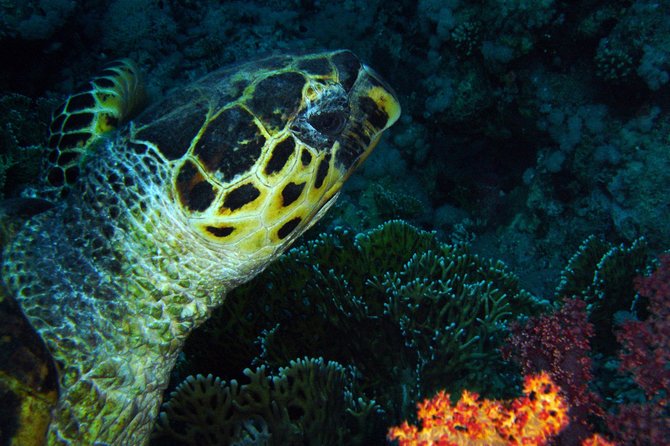 DSD "Discover Scuba Diving" (Min Age 10 Years) - Meeting point and timing: how to make your day smooth