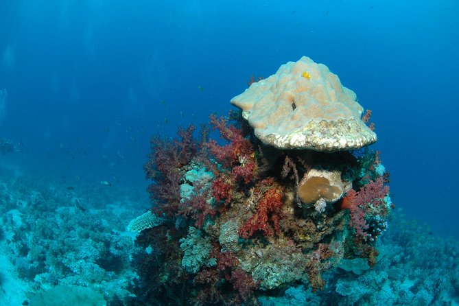 DSD "Discover Scuba Diving" (Min Age 10 Years) - What to expect in the water (and what not to worry about)