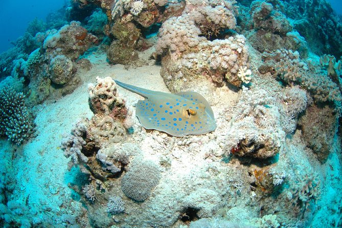DSD "Discover Scuba Diving" (Min Age 10 Years) - Pricing and what you get for $117.95