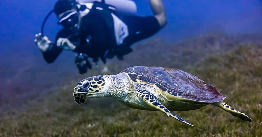Explore Aqaba's Depths: Scuba Diving Tour, with Hotel Pickup - Underwater time: reefs first, then structure and wrecks