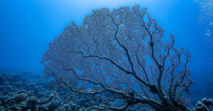 Explore Aqaba's Depths: Scuba Diving Tour, with Hotel Pickup - The team style: Zee’s coaching plus Amir’s humor