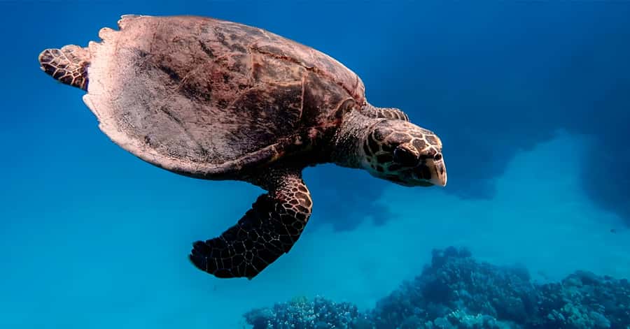 Explore Aqaba's Depths: Scuba Diving Tour, with Hotel Pickup - Price and value: what $66 really buys