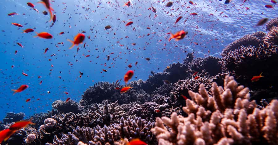 Explore Aqaba's Depths: Scuba Diving Tour, with Hotel Pickup - What to bring, and the rules you’ll follow