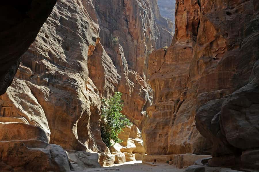 From Amman: Full-Day Private or Group Tour to Petra - Who this tour fits best