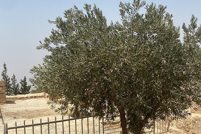 From Amman: Group Day Tour Madaba Mount Nebo & Dead Sea to Amman - Dead Sea Region Timing: Float Time, Day-Use Lunch, and a Skip Option