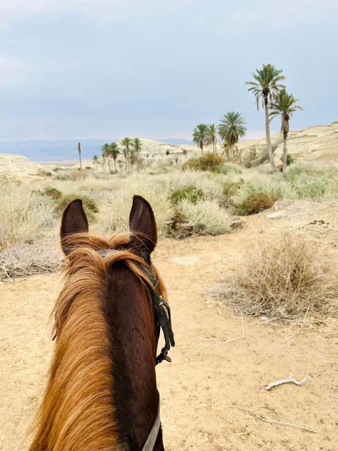 From Amman: Half-Day Tour to Dead Sea - Should you book this Amman to Dead Sea half-day tour?