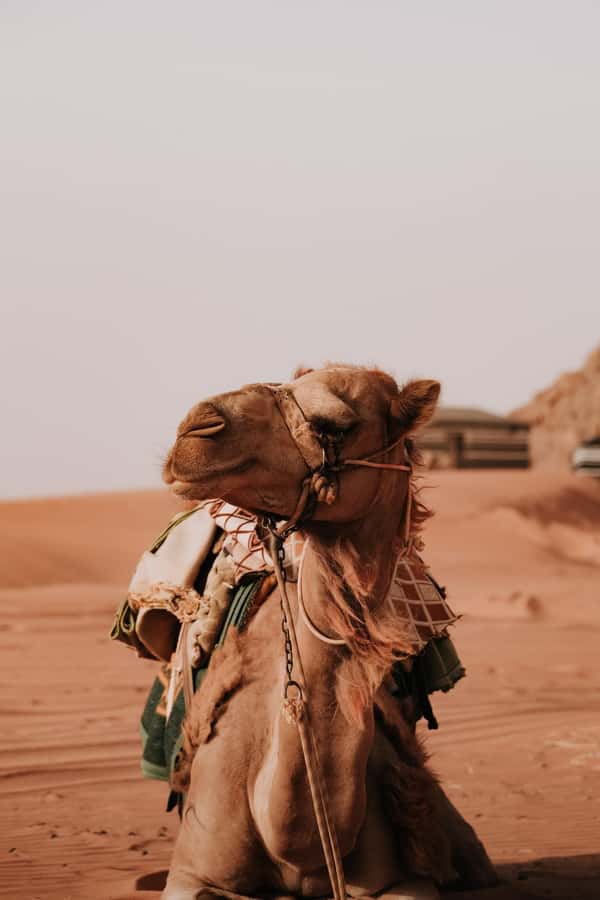 From Amman: Private or sharing Petra &Wadi Rum Full day Tour - Entering Petra Through the Siq and First Treasury Views