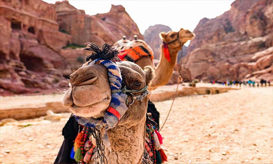 From Amman: Private Petra Day Trip with Guide - The long, smooth ride from Amman to Petra
