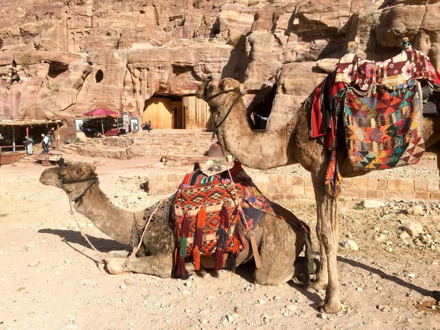 From Eilat: Petra Full-Day Guided Tour with Transfers - What to Pack and Wear for Petra Walking