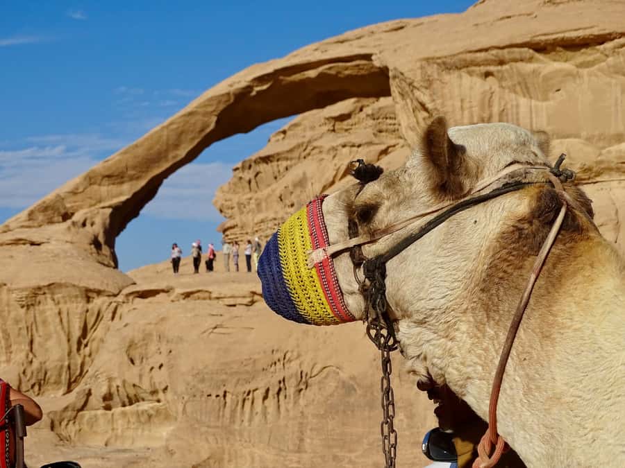 From Tel Aviv: Petra & Wadi Rum Glamping 2-Day Tour - Desert Highway to Petra: the transition you’ll feel