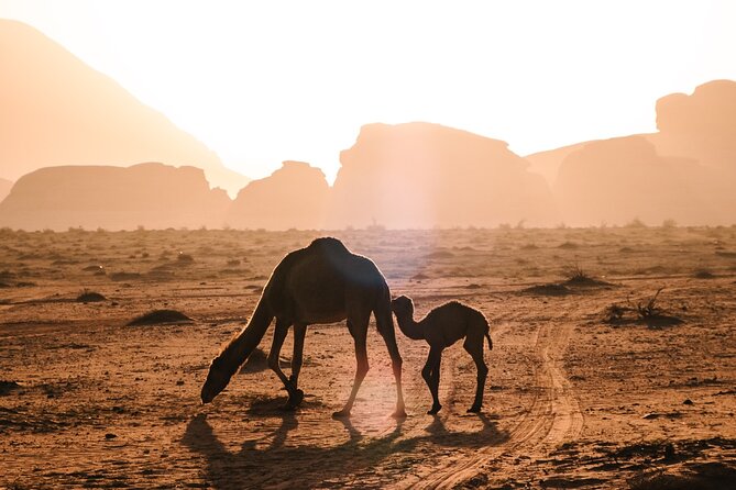 Full day Jeep Tour in Wadi Rum desert - Jebel Khazali petroglyphs: small details that stick