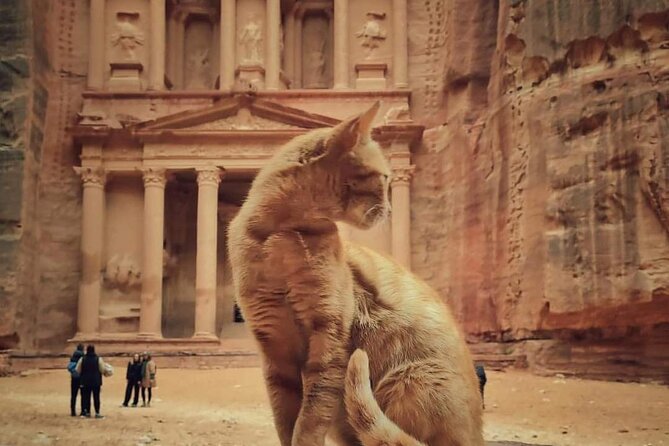Full Day Tour Petra and wadi rum from Amman or Dead sea - The big picture: a long day done efficiently
