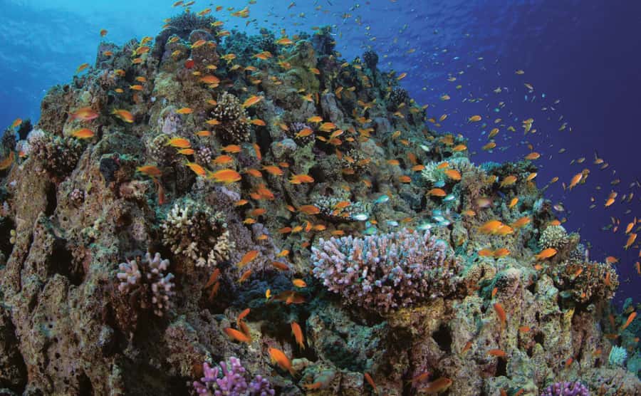 Glass Boat & Snorkeling with day use of Berenice Beach Club - Who This Trip Suits Best, and Who Should Skip It