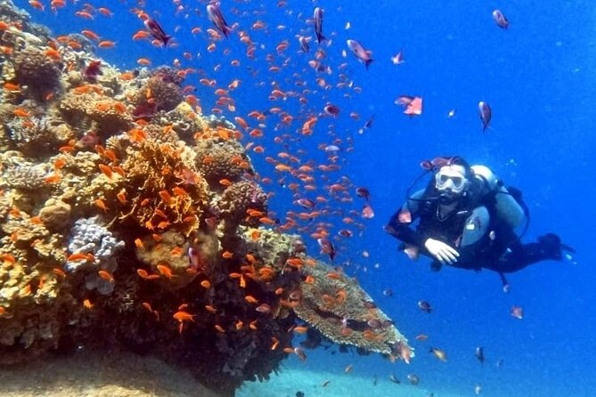Guided Scuba Diving Adventure in Aqaba - Who this is perfect for, and who should think twice
