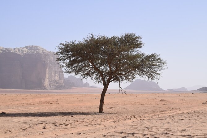 Half day Jeep and camel tour No stay - Khazali Canyon walk and why the inscriptions matter