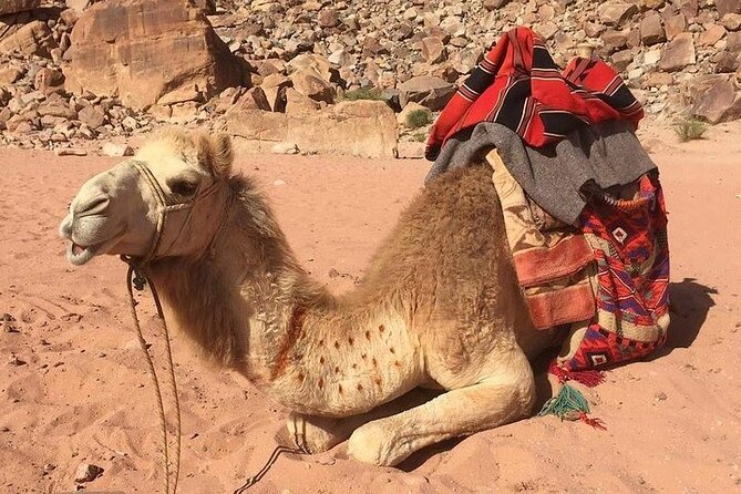 One Day Petra & Wadi Rum from Aqaba - Private tour up to six: drivers like Naser and Mahmood make the difference