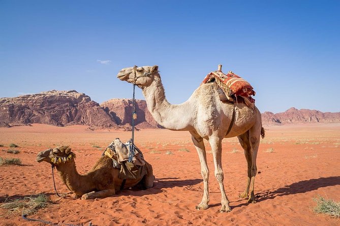 Petra 1 Day Tour from Aqaba - Key things I’d bookmark before you go