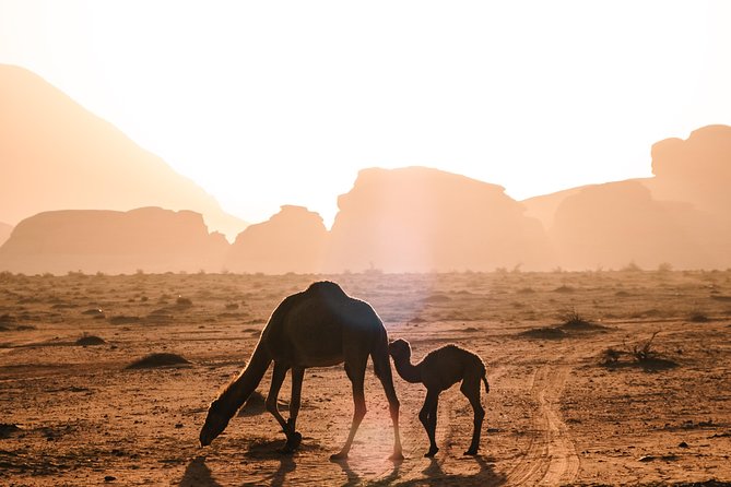 Petra and Wadi Rum Day Excursion with Hotel Collection - Entering Petra: Al-Siq, the Treasury, and Why Timing Matters