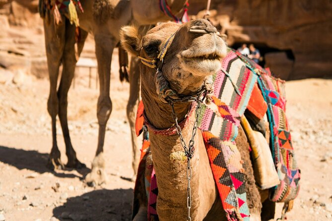 Petra Highlight Tour with Private Guide Sami Nawafleh | 2.5 Hours - Price and entrance fees: what $120 per group really means
