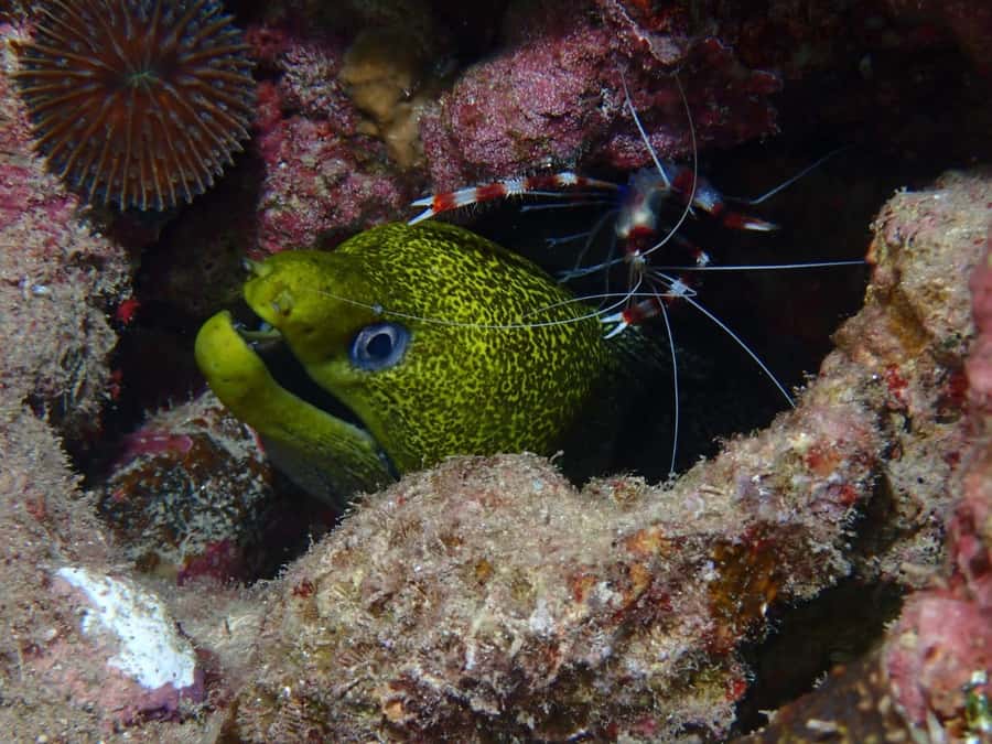 Pivate scuba diving in the Red Sea of Aqaba - Practical tips for your Red Sea day in Aqaba