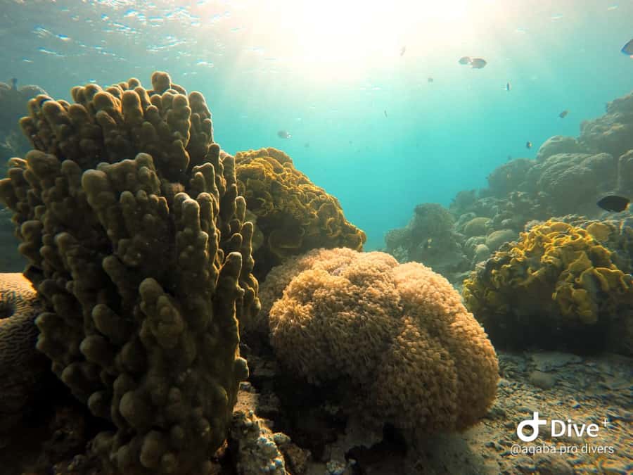 Pivate scuba diving in the Red Sea of Aqaba - Getting started at Aqaba Pro Divers, and why the “easy start” matters