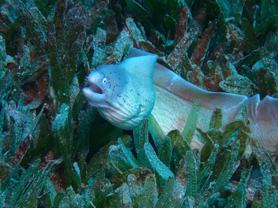 Pivate scuba diving in the Red Sea of Aqaba - Certified divers get freedom, plus a guide who knows the spots