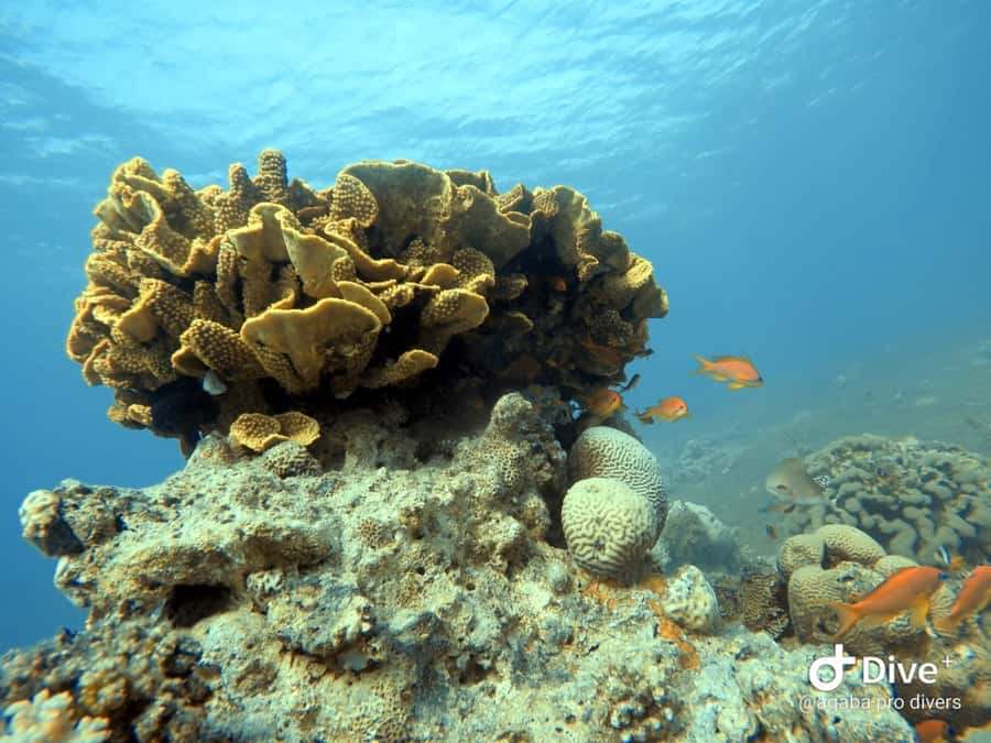 Pivate scuba diving in the Red Sea of Aqaba - Coral reefs and the Cider Pride wreck: what to look for underwater