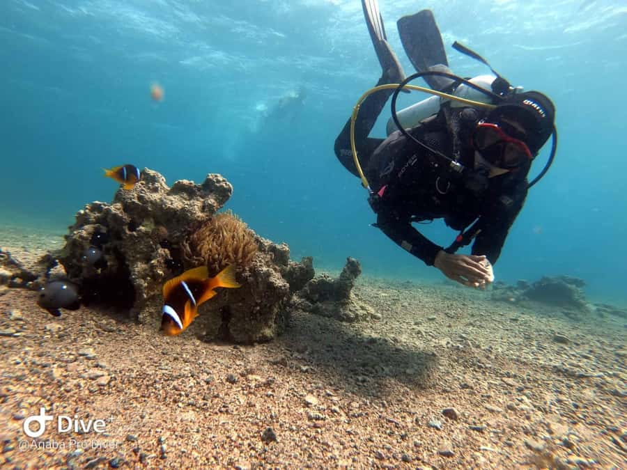 Pivate scuba diving in the Red Sea of Aqaba - Who should book, and who should skip this one