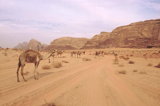 Private 1 Day Wadi Rum Desert Tour - Into Wadi Rum Protected Area, the fast way