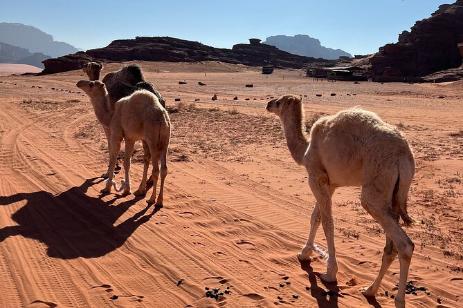 Private 1 Day Wadi Rum Desert Tour - Sandboarding and the thrill of sliding downhill