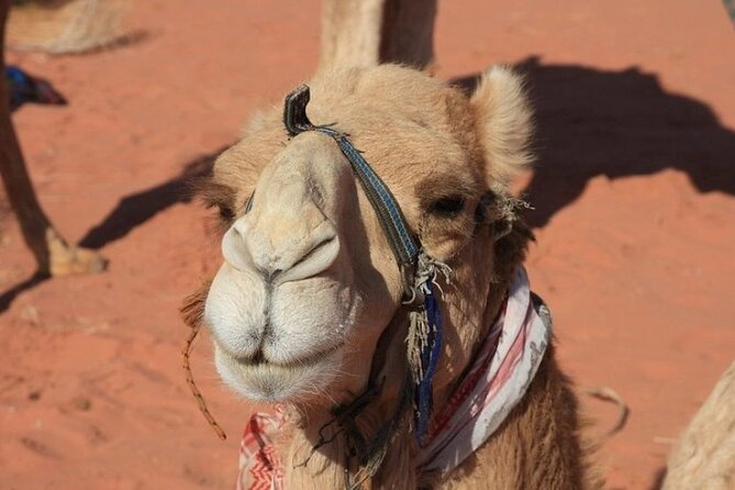 Private 5-Day Guided Tour of Jordan - Petra at full power: Siq, Al Khazneh, and the horse ride