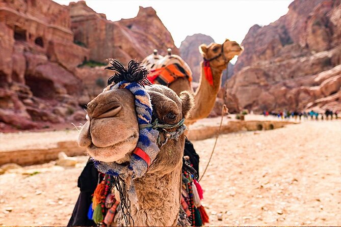 Private Departure Transfer: Petra Hotels to Amman Airport - Who This Private Transfer Suits Best